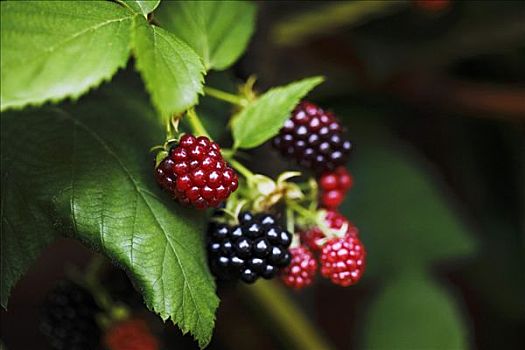 黑莓,灌木,成熟,不熟