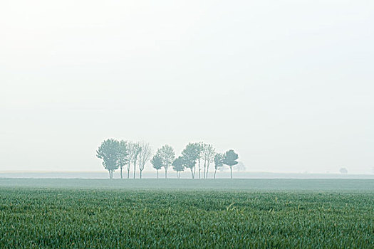树,雾状,风景