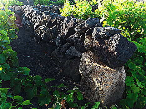 石墙,葡萄园,兰索罗特岛