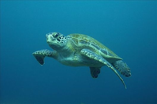 绿海龟,龟类,加拉帕戈斯群岛,厄瓜多尔