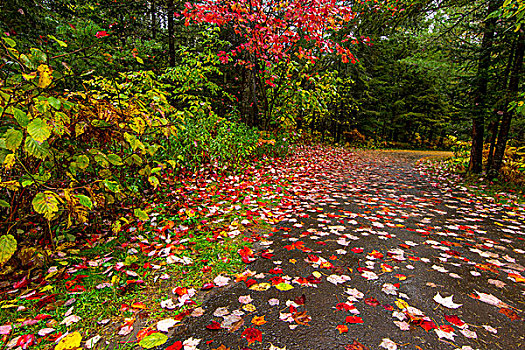 红色,枫树,散开,入口,秋天,州立公园,靠近,密歇根,美国
