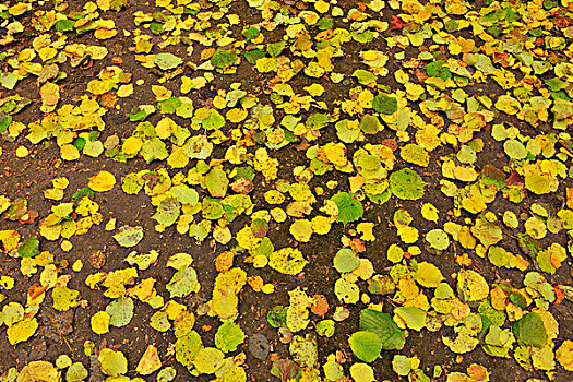 秋叶,躺着,小路,秋天,黑森州,德国