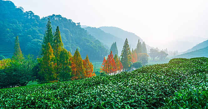 杭州龙井茶乡基地