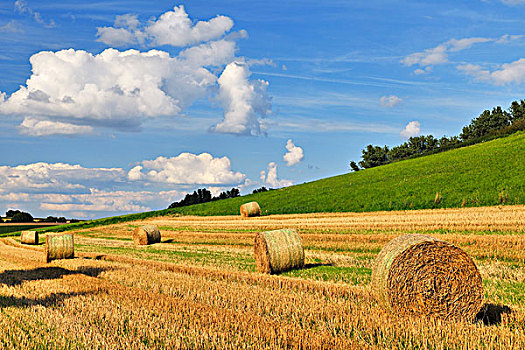 稻草,风景,夏末,奥登瓦尔德,低,山脉,黑森州,德国,地点,树篱