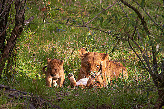 雌狮,幼兽,卧,马赛马拉,肯尼亚,非洲