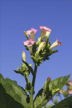 花,烟草,植物,花烟草