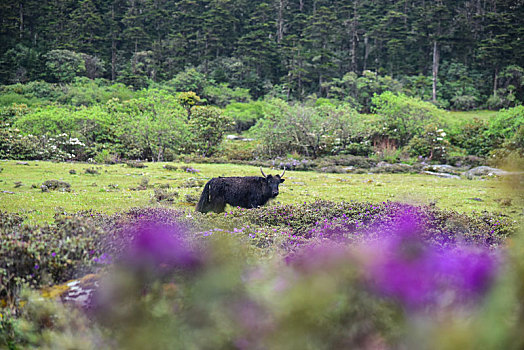 香格里拉高山牧场