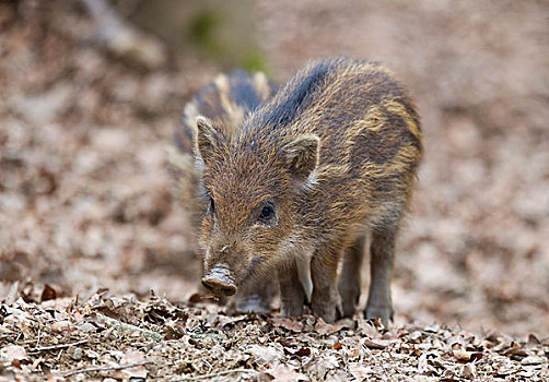 野猪,小猪,野生动植物园,火山,区域,莱茵兰普法尔茨州,德国,欧洲