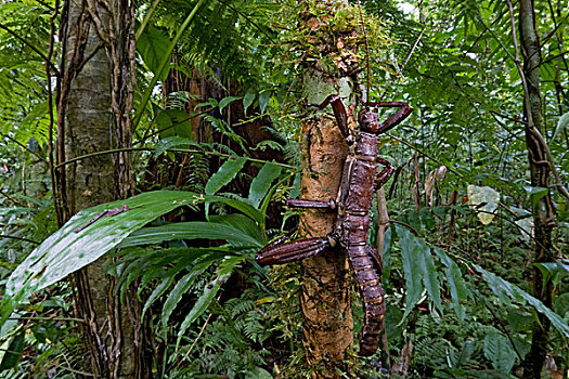 竹节虫,巴布亚新几内亚