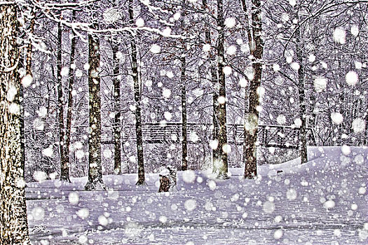 美国,佛蒙特州,下雪,公园