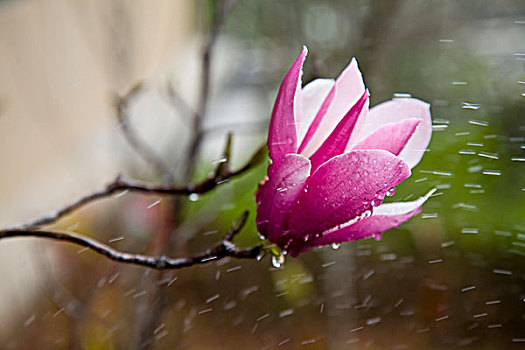 花卉,木兰花