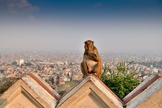 尼泊尔斯瓦扬布纳寺的猴子