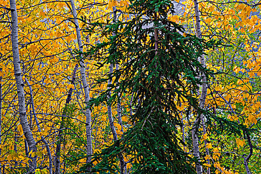白杨,彩色,云杉,楚加奇州立公园,阿拉斯加