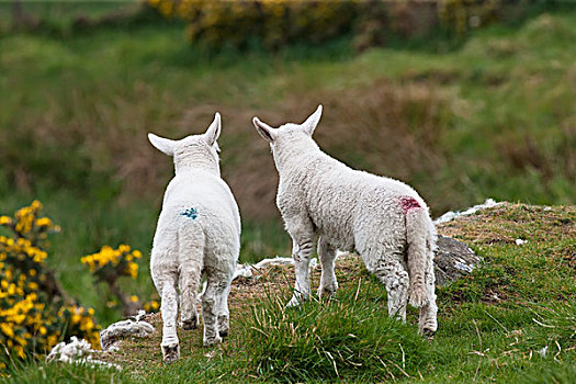 后视图,两个,羊羔,向外看,上方,悬崖,诺森伯兰郡,英格兰