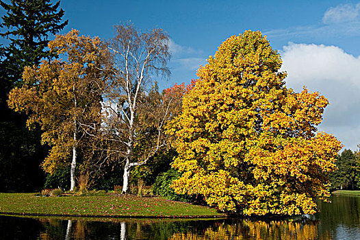 树,秋天,彩色,公园,卡塞尔,北方,黑森州,德国,欧洲