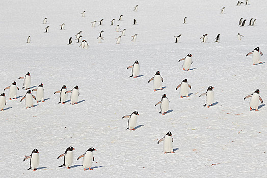 巴布亚企鹅,跑,雪原,岛屿,南极