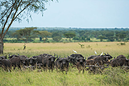 水牛,湖,国家公园,乌干达,非洲