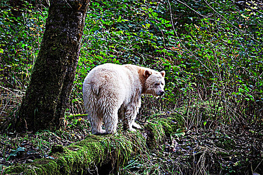 白灵熊,大熊雨林,不列颠哥伦比亚省,加拿大
