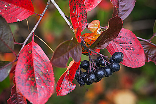 枝条,黑色,水果,红色,秋叶