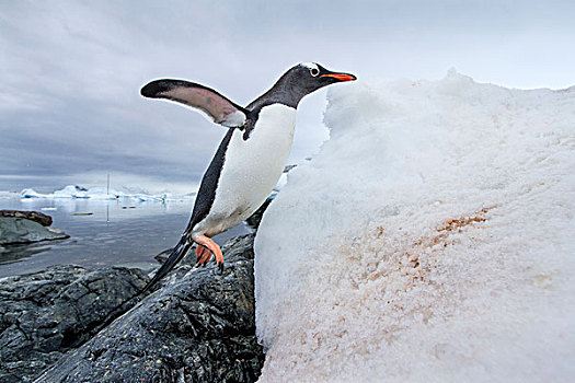 南极,岛屿,巴布亚企鹅,跳跃,上方,冰冻,雪堆,岩石,海岸线