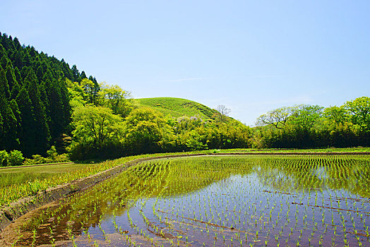 稻田,熊本,日本