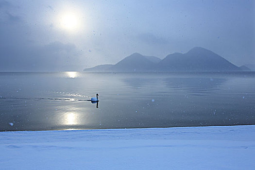 湖,天鹅,冬天,早晨