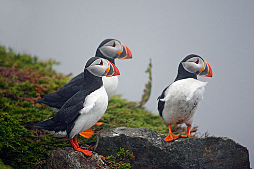 大西洋角嘴海雀,北极,海鸟,物种,海雀,家庭,纽芬兰,加拿大