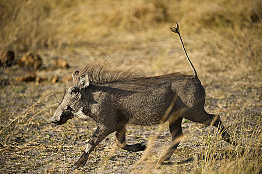 疣猪,尾部,笔直,向上,莫雷米禁猎区,奥卡万戈三角洲,博茨瓦纳