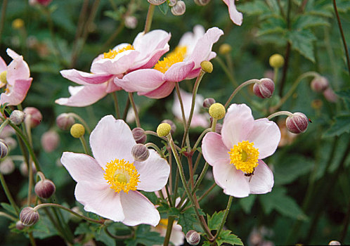 银莲花,日本山茶,秋天