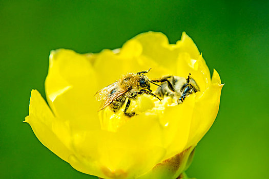 蜜蜂,仙人掌