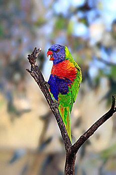 彩虹,成年,鸟,栖息,树,叫,南澳大利亚州,澳大利亚,大洋洲