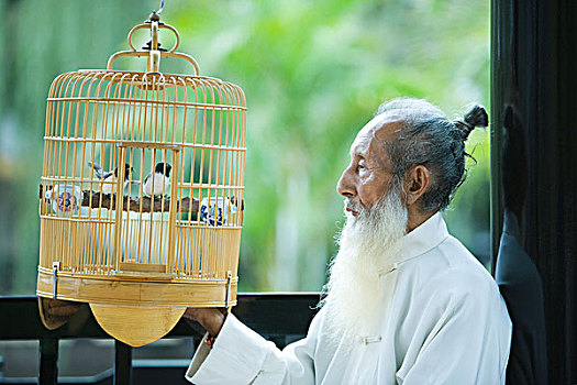 老人,传统,中国人,衣服,看,鸟,鸟笼