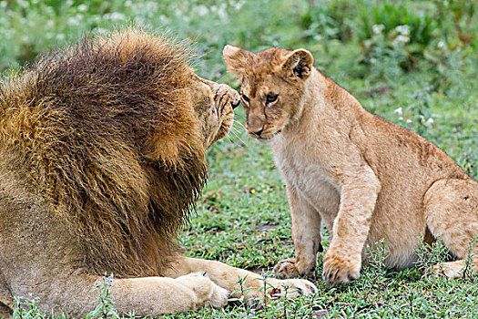 成年,雄性,狮子,父亲,雌性,幼兽,正面,特写,恩戈罗恩戈罗,保护区,坦桑尼亚