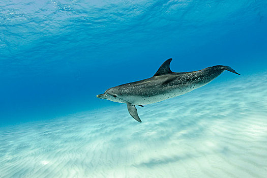 大西洋点斑原海豚,花斑原海豚,上方,沙,仰视,巴哈马浅滩,巴哈马,中美洲