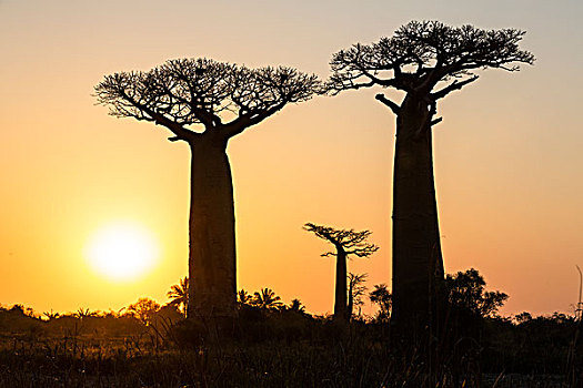 猴面包树,树,日落,靠近,穆龙达瓦,马达加斯加