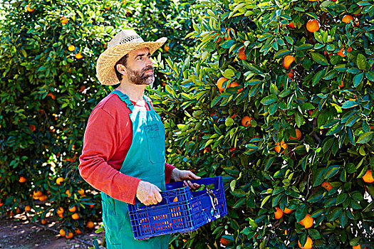农民,男人,收获,橘子,橘树,地点