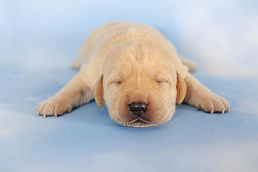 拉布拉多犬,黄色,小狗,6天大,卧,睡觉,奥地利,欧洲