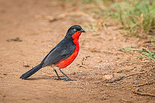 红嘴鸥,湖,国家公园,乌干达,非洲