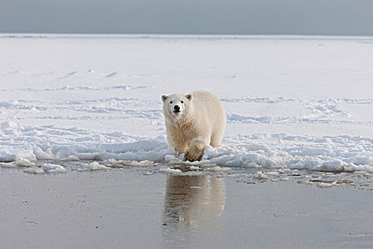 好奇,年轻,北极熊,雪地,边缘,冰,北方,阿拉斯加