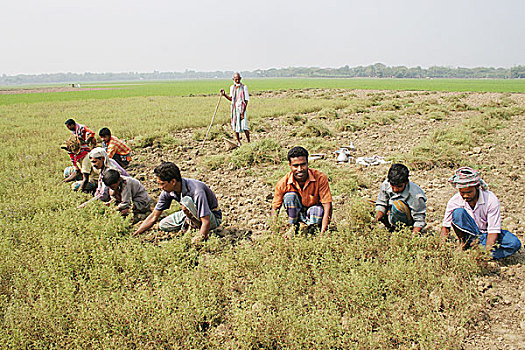 孟加拉,农民,丰收,分开,豌豆,地点,二月,豌豆汤,汤,干燥,局部
