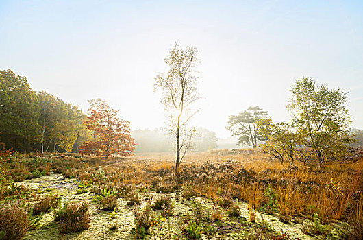 自然保护区,南方,荷兰,秋天,早晨