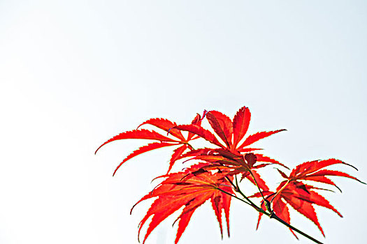 红枫叶背景素材