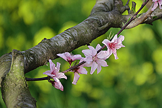 油菜花,春天,春季