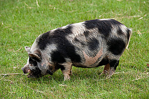 家猪,成年,草,沃里克郡,英格兰,欧洲
