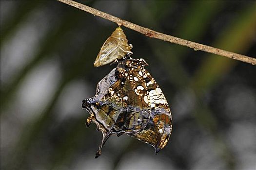 年轻,蝴蝶,蛹,哥斯达黎加
