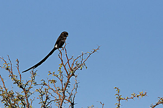 喜鹊,伯劳鸟,奥卡万戈三角洲,博茨瓦纳