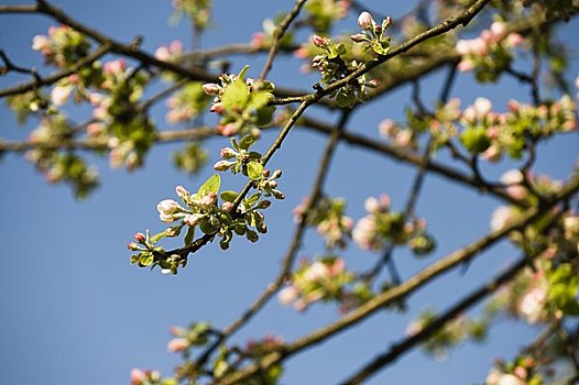 苹果树,开花,萨尔茨堡,奥地利