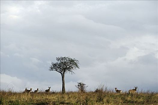 肯尼亚,马赛马拉国家保护区,室外,马赛马拉