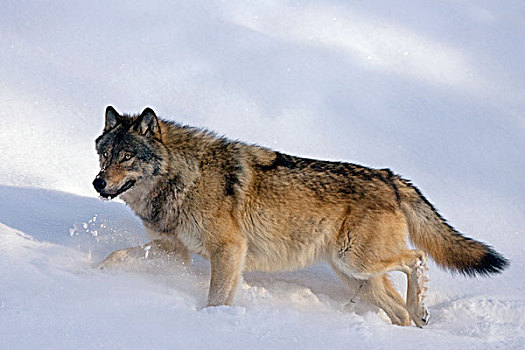大灰狼,狼,走,雪,西部,艾伯塔省,加拿大