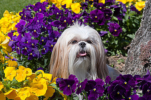 西施犬,围绕,花